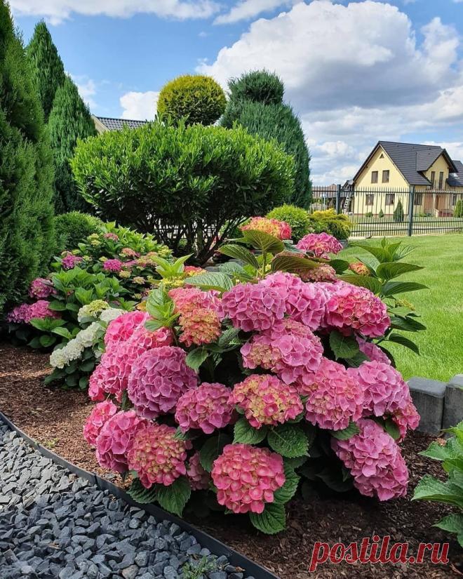 Как размножить гортензию: отводками, черенками, делением, семенами - АО «Фертика»