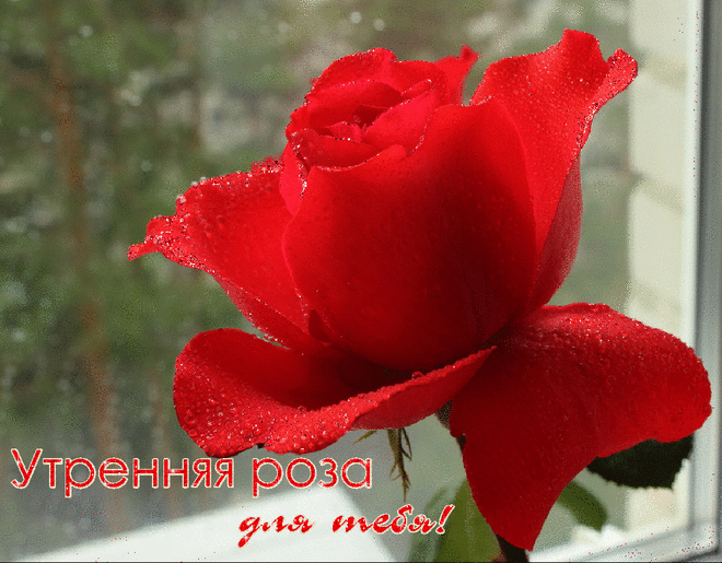 0_274bfa_f1bca2fa_orig.gif (998×778)