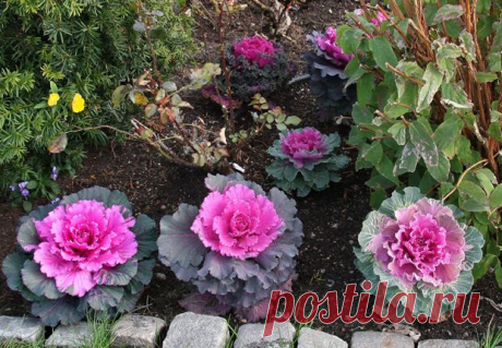 ДЕКОРАТИВНАЯ КАПУСТА - КРАСИВАЯ И ВКУСНАЯ. | Самоцветик