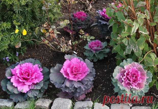 ДЕКОРАТИВНАЯ КАПУСТА - КРАСИВАЯ И ВКУСНАЯ. | Самоцветик