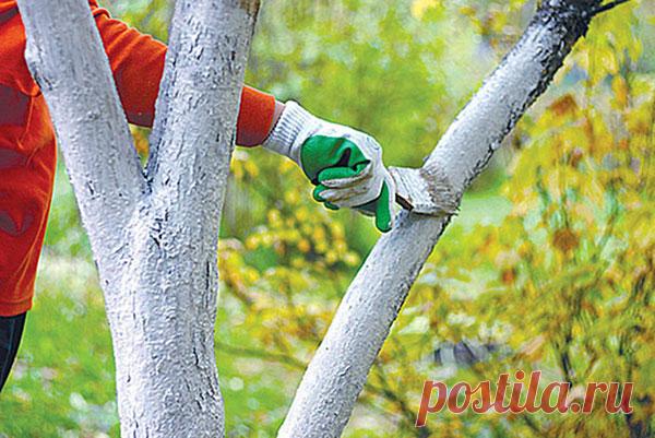 ЛИШАЙНИКИ, ПАРША И МУЧНИСТАЯ РОСА НА ЯБЛОНЯХ – МЕТОДЫ БОРЬБЫ &#8212; Чудеса