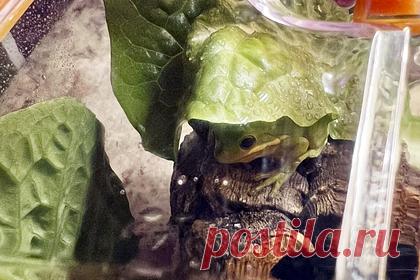 Мужчина нашел лягушонка в салате из магазина и оставил его как домашнего питомца. Американский певец и музыкальный продюсер Саймон Кертис нашел лягушонка в салате и решил оставить его в качестве домашнего питомца. Кертис купил зверьку специальный аквариум, положил в него лист салата и поставил миску с водой. Певец назвал лягушонка Тони и признался, что уже успел его полюбить.