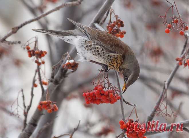 02_Олег — «Дрозд-рябинник» на Яндекс.Фотках
