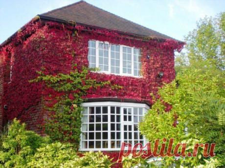 Осенние дома, заросшие плющем

Дома, заросшие плющем, всегда выглядят эффектно, но осенью все меняется и это выглядит просто фантастично!