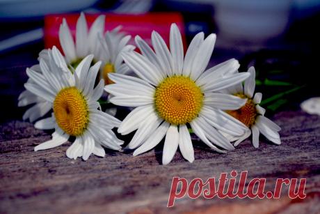 ромашки