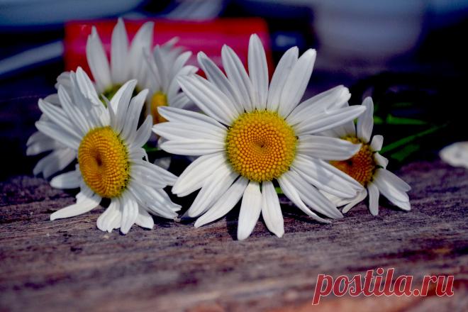 ромашки