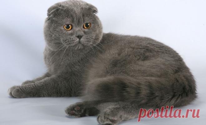 Какие породы кошек способствуют омоложению хозяев Кошки не только лечат, но и способствуют омоложению своих владельцев, по крайней мере, это доказано для трех пород.