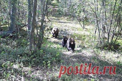 Семья медведей проникла на кордон в российском регионе и попала в фотоловушку. Семья медведей проникла во владения эвенкийской родовой общины «Морсо» в Якутии и попала на видео. Животных заметили в верховьях реки Буотамы. На снятых фотоловушкой кадрах видно, как медведица ходит вокруг кордона и обнюхивает территорию. За ней также следуют два медвежонка.