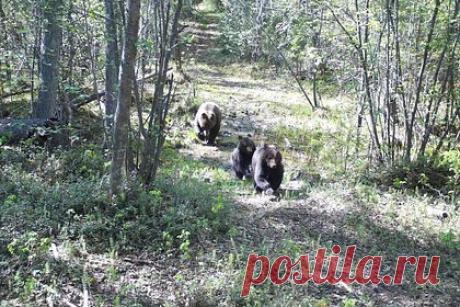 Семья медведей проникла на кордон в российском регионе и попала в фотоловушку. Семья медведей проникла во владения эвенкийской родовой общины «Морсо» в Якутии и попала на видео. Животных заметили в верховьях реки Буотамы. На снятых фотоловушкой кадрах видно, как медведица ходит вокруг кордона и обнюхивает территорию. За ней также следуют два медвежонка.