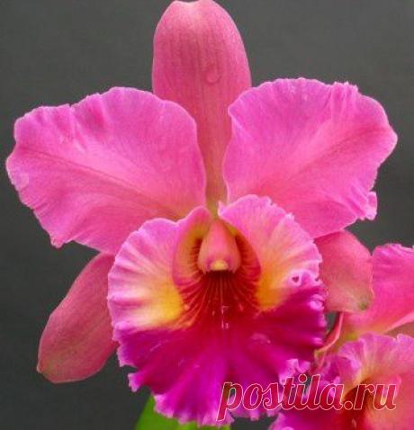 Blc. (Goldenzelle x Oh Suzannah) 'Lake View' | Sarah Northam приколол(а) это к доске Orchid Obsession!