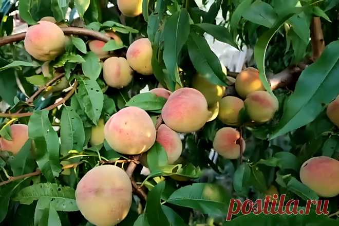 Персиковое дерево: Болезни и их лечение &#8211; Agro-Info