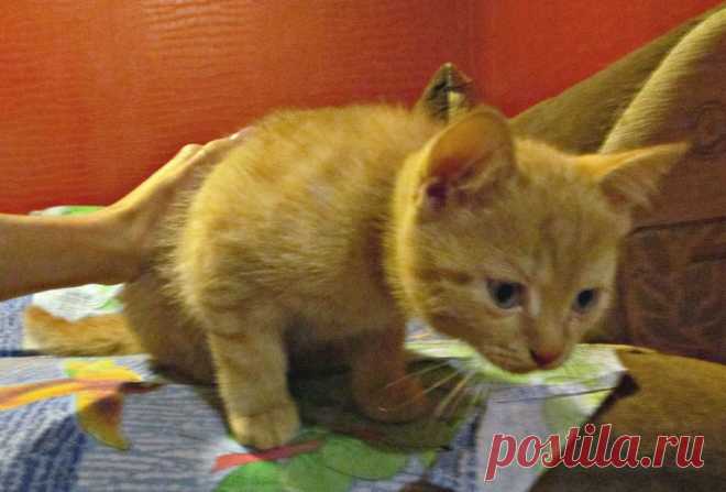 Котик ищет дом в Новосибирске. Цена - 5.00 руб. - НГС.ОБЪЯВЛЕНИЯ