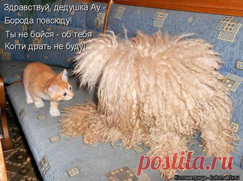 (+1) - Котоматрица: лучшее за неделю | Четвероногий юмор