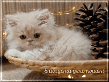 Поздравляю со Всемирным днем кошек!
Пусть мурлычат ласково и нежно,
Радостно с работы вас встречают,
Спят так сладко, мирно безмятежно,
Пусть ваш дом уютом наполняют!