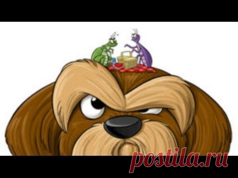 Как избавиться от блох у собаки домашними средствами | Полезные советы
