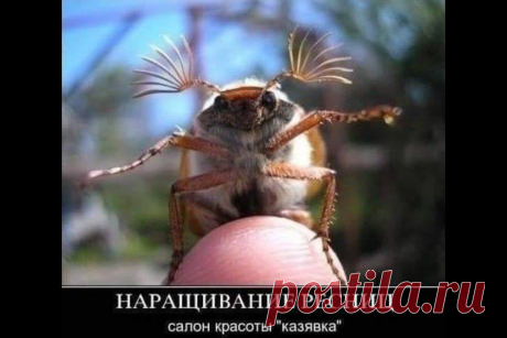 Смешных картинок пост