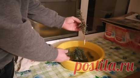 Вырастить голубую ель из веточки. 100% результат