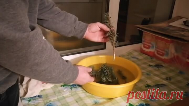 Вырастить голубую ель из веточки. 100% результат