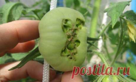 Болезни и вредители томатов в теплице: как распознать и бороться? | На грядке (Огород.ru)