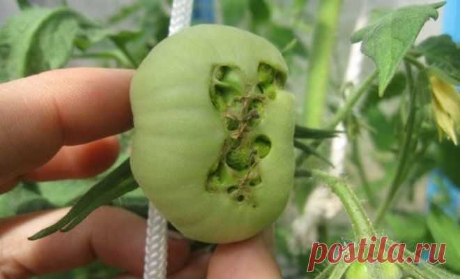 Болезни и вредители томатов в теплице: как распознать и бороться? | На грядке (Огород.ru)