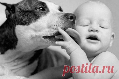 Собака — верный друг и преданный помощник человека.