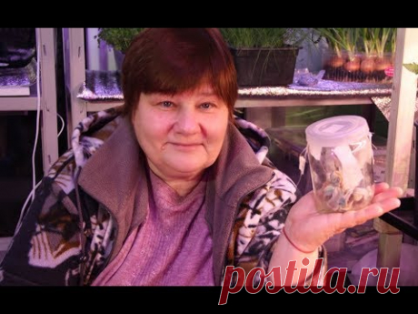 Стоит Ли Это Делать? Замачивание Семян. Обработка Семян.