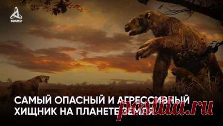 Самый опасный и агрессивный хищник на планете Земля | KOSMO | Дзен