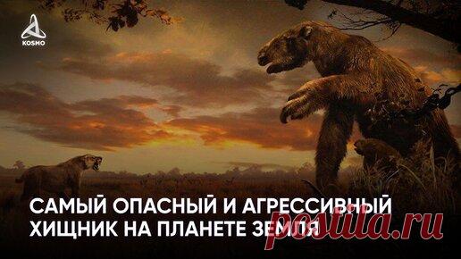 Самый опасный и агрессивный хищник на планете Земля | KOSMO | Дзен