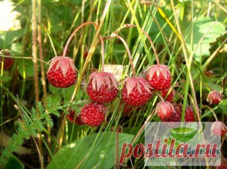 За цей рецепт ще спасибі скажете, коли від кісточок позбудетеся – я про них давно забула!