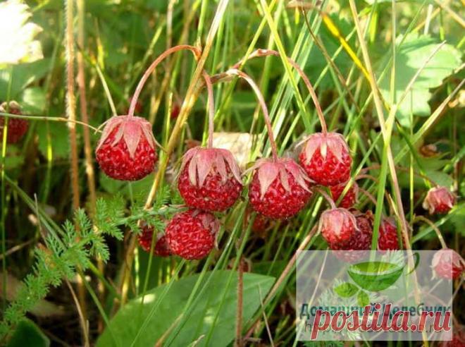 За цей рецепт ще спасибі скажете, коли від кісточок позбудетеся – я про них давно забула!
