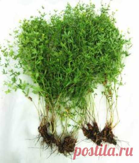 Лапчатка прямостоячая. Почему медики древности приписывали ей великую целебную силу? | Растения