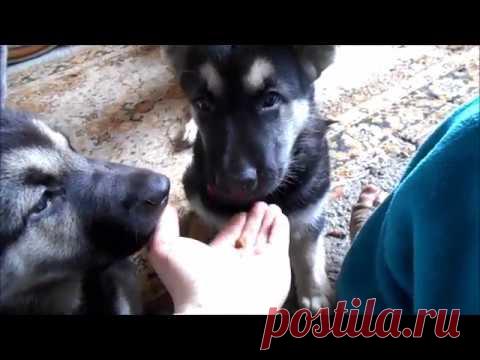 С чего начать дрессировку двухмесячного щенка?