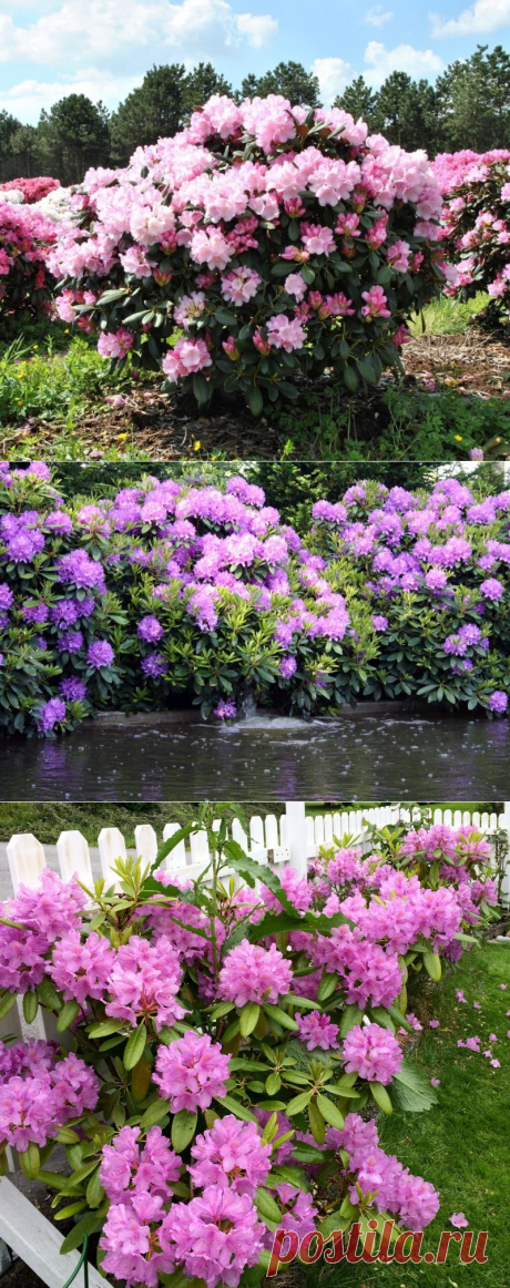 Рододендрон куст (93 фото) - фото - картинки и рисунки: скачать бесплатно