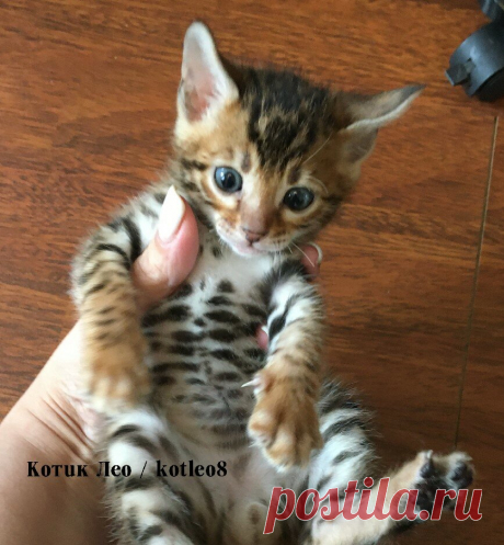Любимый комочек счастья ))) | Котик Лео | Яндекс Дзен