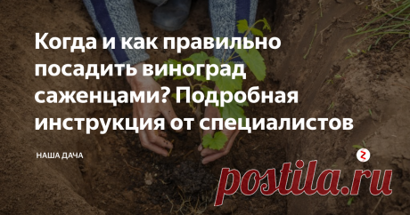 Когда и как правильно посадить виноград саженцами? Подробная инструкция от специалистов Осенняя посадка позволяет получить урожай с куста на год раньше, а если все сделать грамотно, то саженцы непременно приживутся, и с началом нового вегетационного цикла они сразу примутся в рост. При этом осенняя погода как нельзя лучше «благоволит» молоденьким растеньицам.
