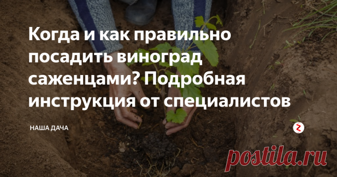 Когда и как правильно посадить виноград саженцами? Подробная инструкция от специалистов Осенняя посадка позволяет получить урожай с куста на год раньше, а если все сделать грамотно, то саженцы непременно приживутся, и с началом нового вегетационного цикла они сразу примутся в рост. При этом осенняя погода как нельзя лучше «благоволит» молоденьким растеньицам.