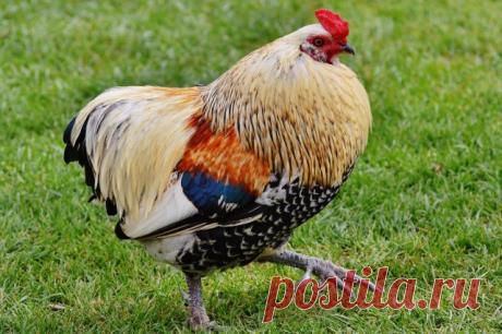 Дачное подворье: 11 фактов, о которых надо знать, прежде чем завести кур | Полезно (Огород.ru)