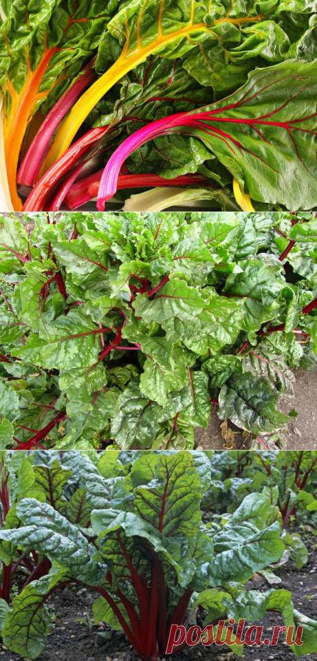 Что такое мангольд? Как его выращивать и использовать | Дачный участок