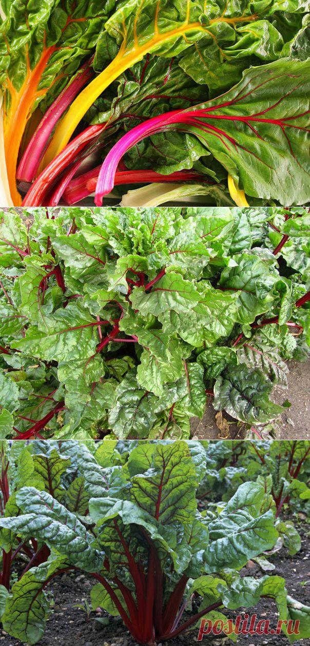 Что такое мангольд? Как его выращивать и использовать | Дачный участок