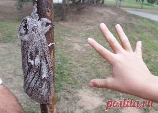 Австралийская семья столкнулась с гигантским мотыльком: фото