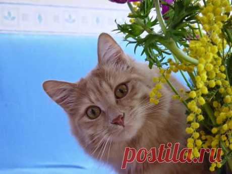 Мой Мир@Mail.Ru