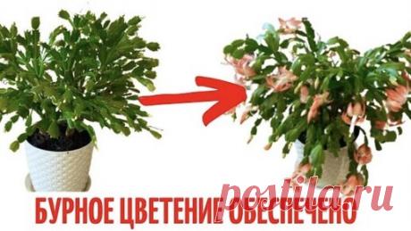 ЦВЕТОК ДЕКАБРИСТ/ПОДГОТОВКА К ЦВЕТЕНИЮ САМЫЙ ВАЖНЫЙ ЭТАП/ДЕКАБРИСТ ОЧЕНЬ ОБИЛЬНО ЦВЕТЕТ | Марина Сырцова | Дзен