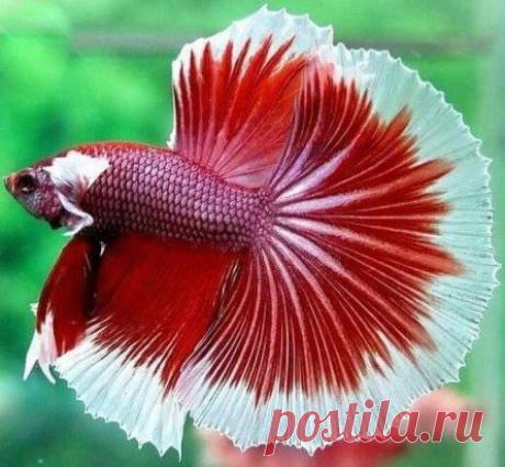 (25) Одноклассники