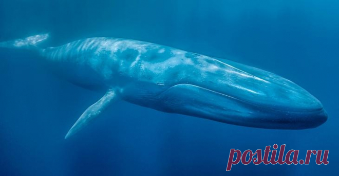 Синий кит – животное или рыба?