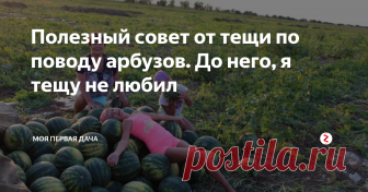 Полезный совет от тещи по поводу арбузов. До него, я тещу не любил Сколько лет подряд пробовали вырастить на своем участке теплолюбивую бахчевую культуру – арбуз, и столько же раз успеха не было: арбузы не успевали вызревать и получались маленькими и невкусными. Но в конце-концов чудо-урожай арбузов был собран, и все благодаря маленьким секретам.
