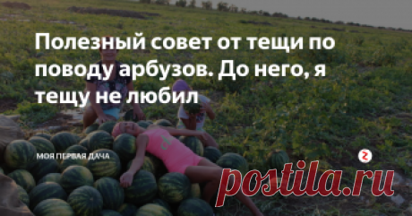 Полезный совет от тещи по поводу арбузов. До него, я тещу не любил Сколько лет подряд пробовали вырастить на своем участке теплолюбивую бахчевую культуру – арбуз, и столько же раз успеха не было: арбузы не успевали вызревать и получались маленькими и невкусными. Но в конце-концов чудо-урожай арбузов был собран, и все благодаря маленьким секретам.