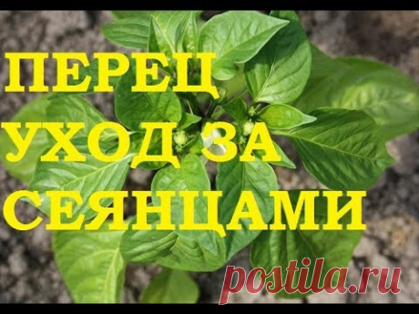 Перец. Уход за сеянцами