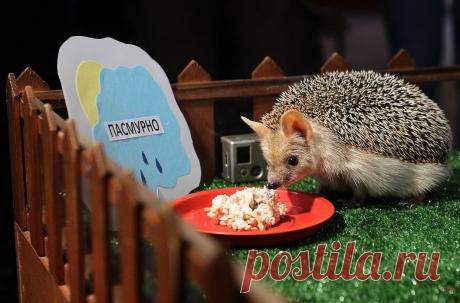 Еж по имени Пуговка в зоопарке Екатеринбурга