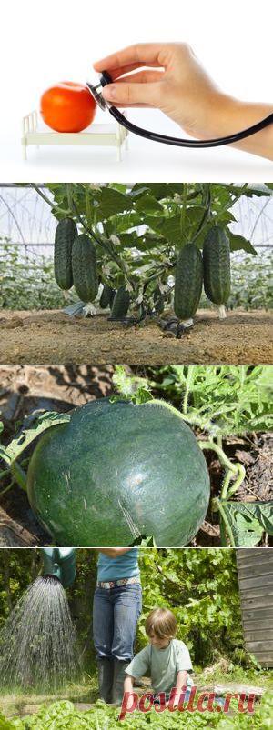 Подкормка для огурцов, как предотвратить фитофтороз томатов, как возродить убитую почву - weronika2006rich@mail.ru - Почта Mail.Ru