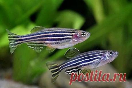 Классическая музыка снижает стресс у рыбок К такому выводу пришли ученые, проведя ряд экспериментов на аквариумных рыбках зебраданио. Рыбки слушали инструментальные сочинения Антонио Вивальди, в том числе концерты для струнных. Данное открытие – шаг вперед в поиске методов снятия стресса у человека. Результаты исследования...